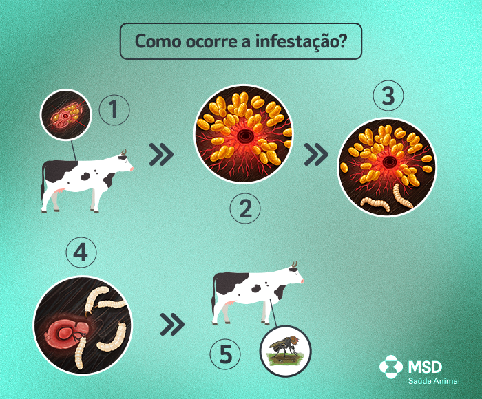 Como ocorre a infestação?