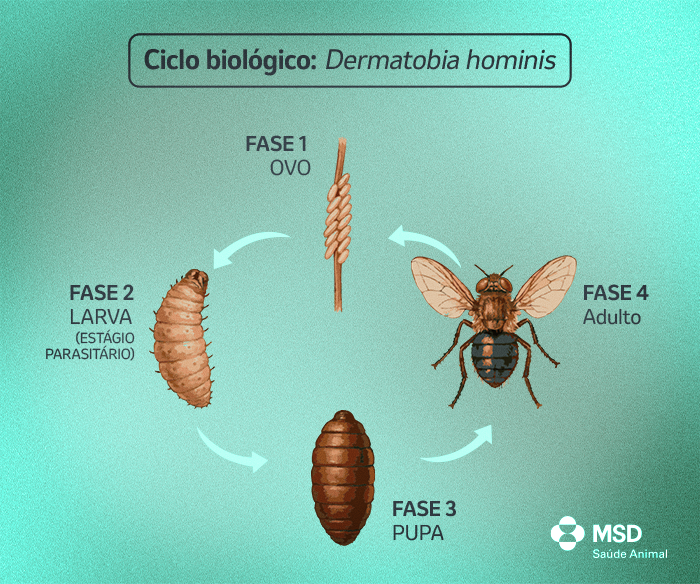 Ciclo biológico: Dermatobia hominis