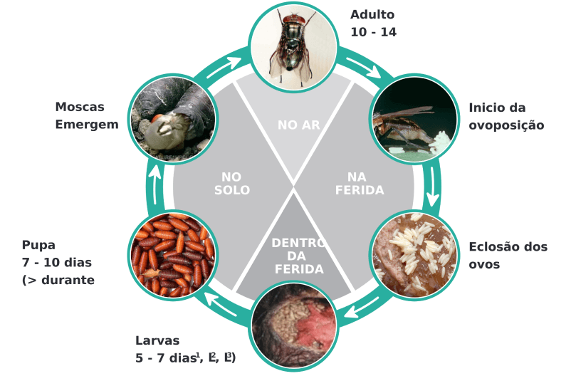ciclo de vida evolutivo da Cochlyomia hominivorax (bicheira) representando cada fase com os dias de desevolvimento de cada um.
