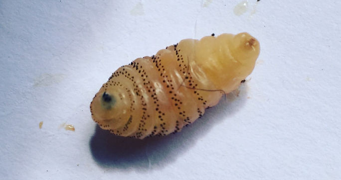 Foto de uma larva de berne