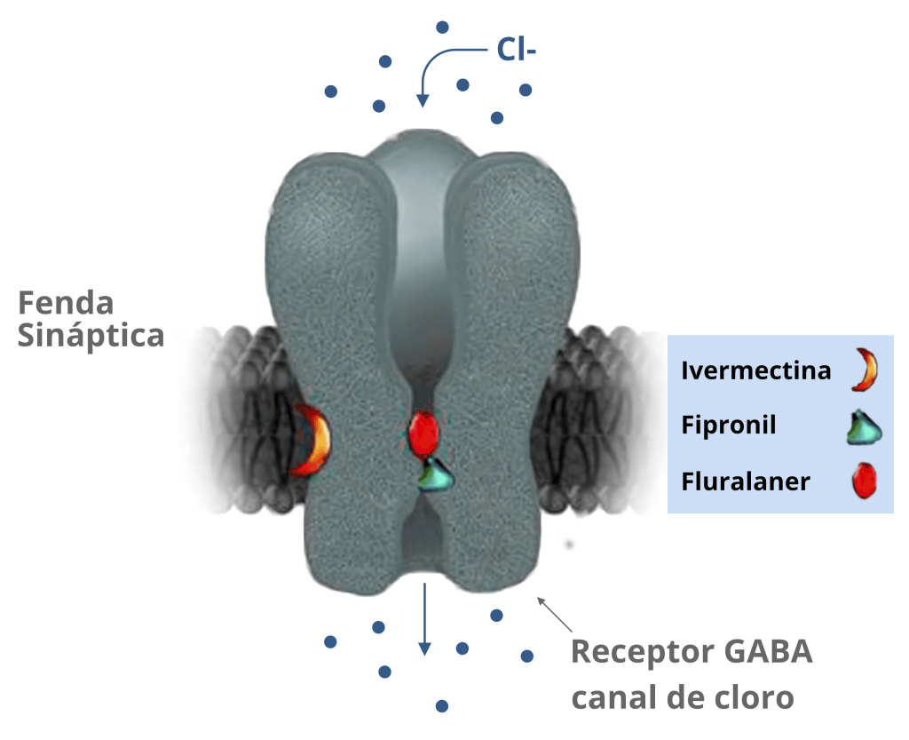Imagem esquemática do canal Gaba, mostrando a fenda sináptica e a diferença da ligação entre ivermectina, fipronil e o fluralaner.