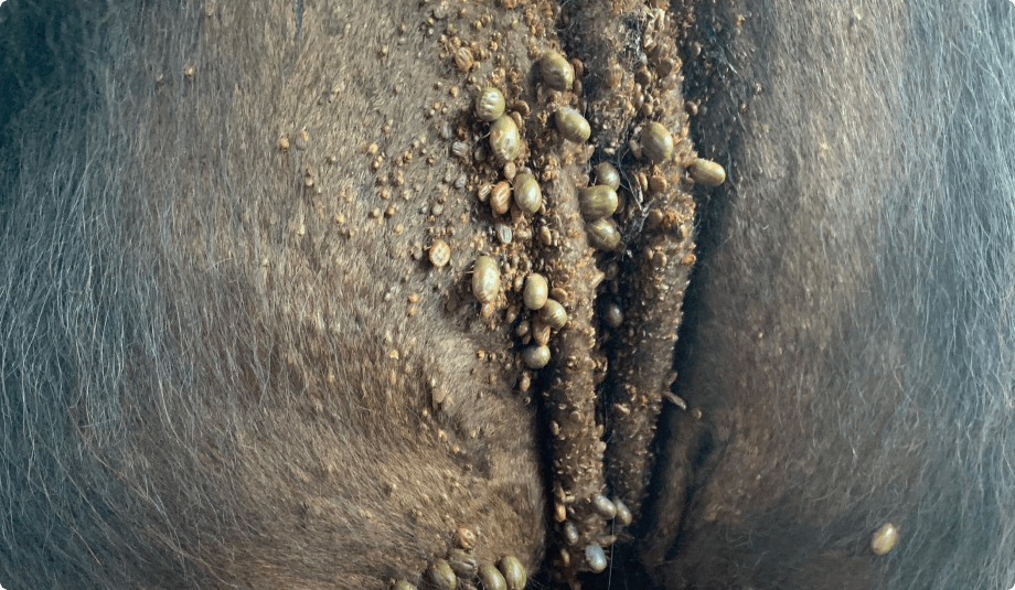 Foto de animal de pelagem escura, da região do períneo, mostrando um infestão alta de carrapatos, com vários tamanhos.